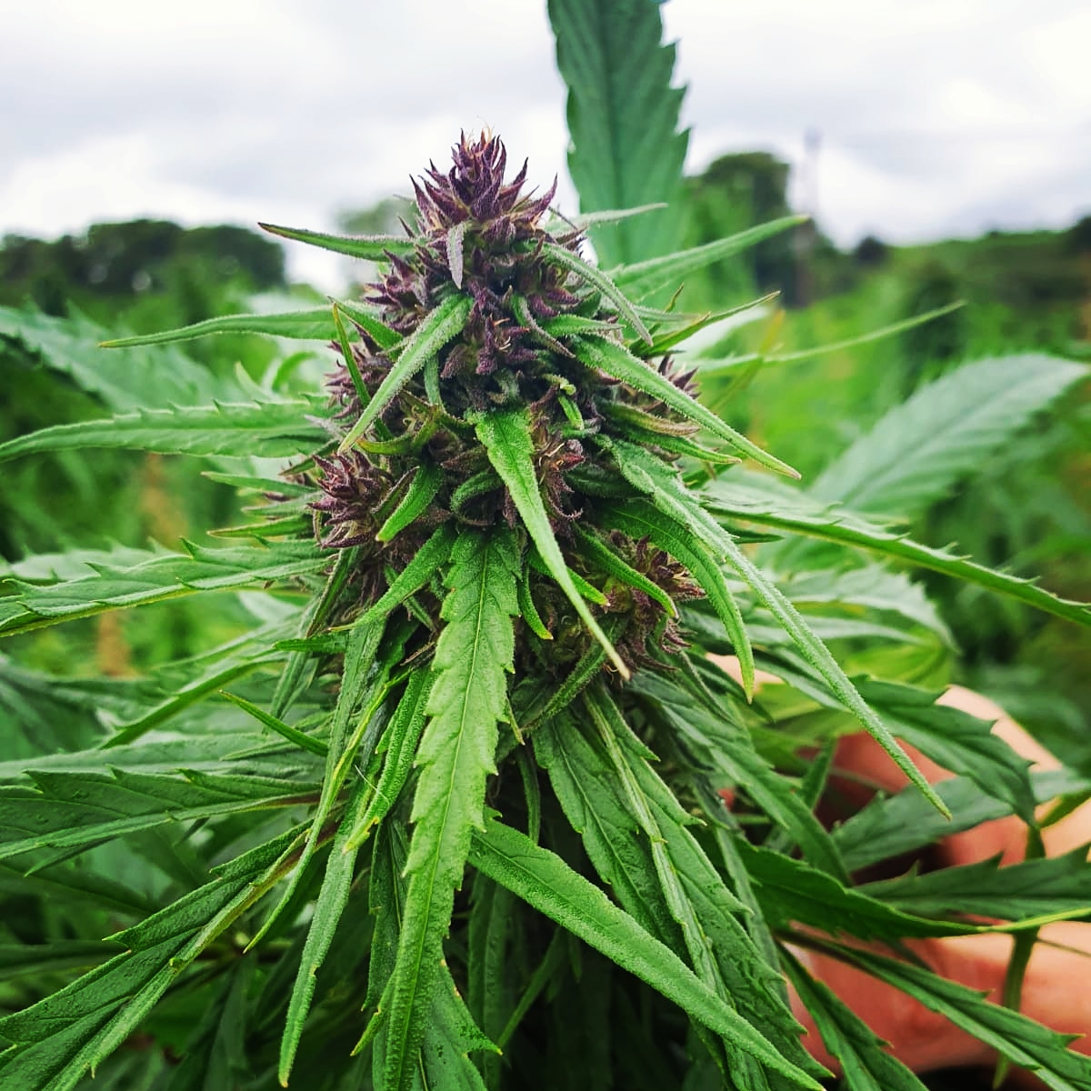 Hemp Seed Oil - CBD & Hemp Products | Hemp Trade Market