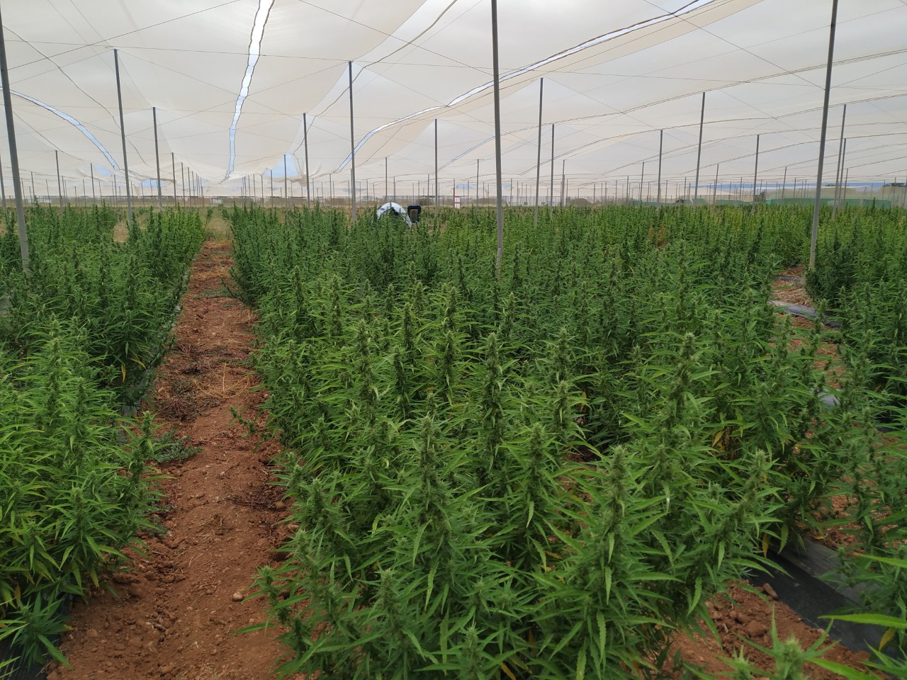 Organic high CBG hemp biomass - CBD & Hemp Products | Hemp Trade Market