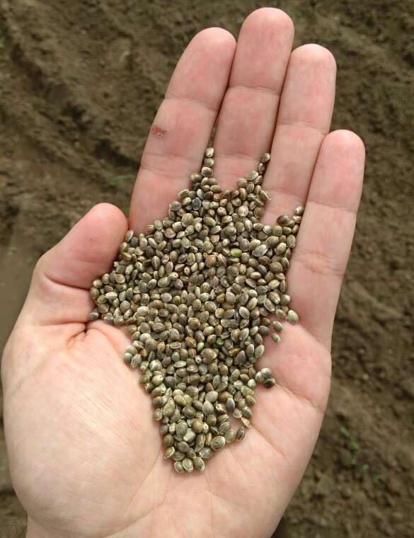 5% CBD Full Spectrum GOLD Oil (in bulk) - CBD & Hemp Products | Hemp Trade Market