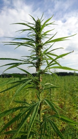 5% CBD Full Spectrum GOLD Oil (white label) - CBD & Hemp Products | Hemp Trade Market