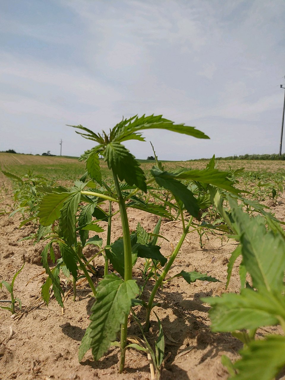 5% CBD Full Spectrum GOLD Oil (white label) - CBD & Hemp Products | Hemp Trade Market