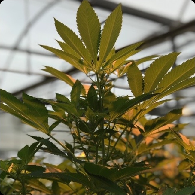 Alpha Pharms Feminized Hemp Seeds - CBD & Hemp Products | Hemp Trade Market