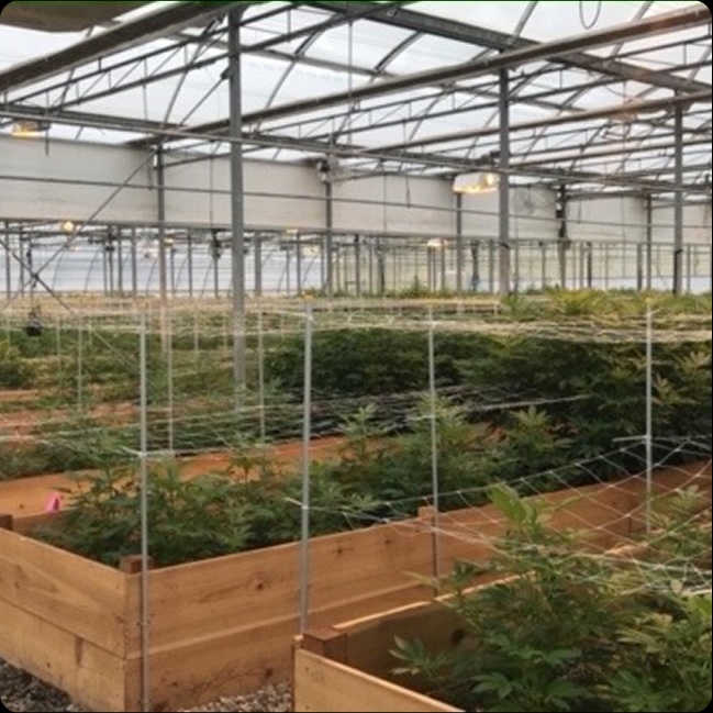 Alpha Pharms Feminized Hemp Seeds - CBD & Hemp Products | Hemp Trade Market