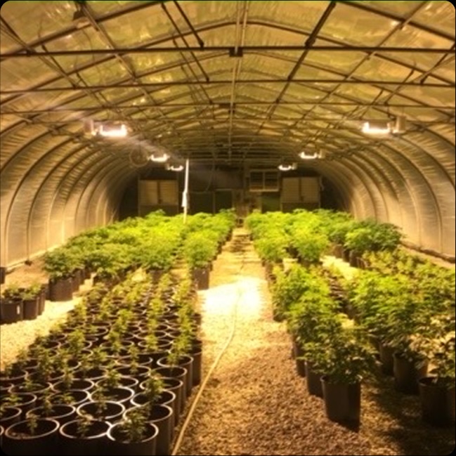 Alpha Pharms Feminized Hemp Seeds - CBD & Hemp Products | Hemp Trade Market