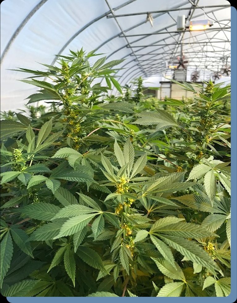 Alpha Pharms Feminized Hemp Seeds - CBD & Hemp Products | Hemp Trade Market