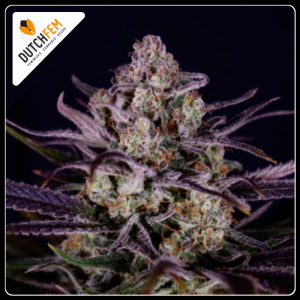 Premium quality cannabis seeds from the Netherlands - CBD & Hemp Products | Hemp Trade Market